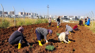 Diyarbakır Büyükşehir Belediyesinin Kadın Komün Kent Bostanı’nda yazlık ürünlerin ardından