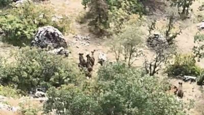 Diyarbakır’ın Çermik ilçesinde domuz sürüsü görüntülendi.
