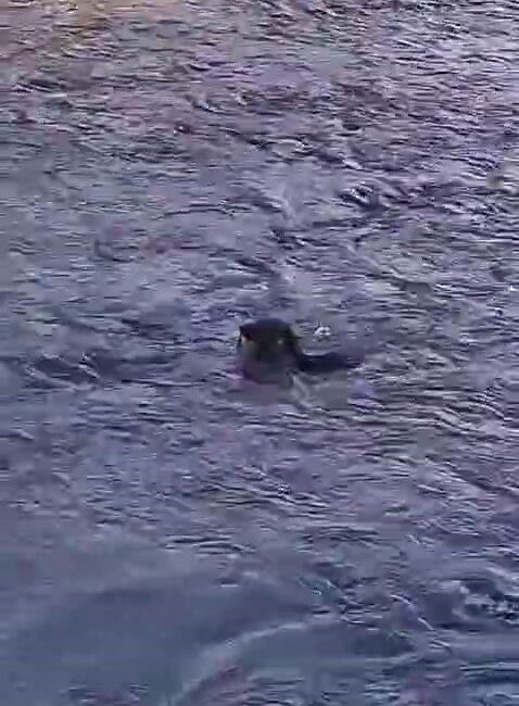 Diyarbakır Dicle Nehri kenarında oturan bir vatandaş, suda balık yakalamaya
